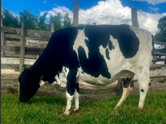 Vaca Honladesa P.O - Prenhe sexada
