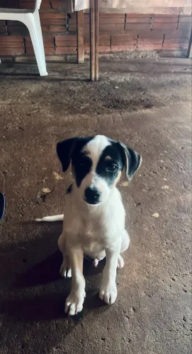 doa-se cachorro filhote 