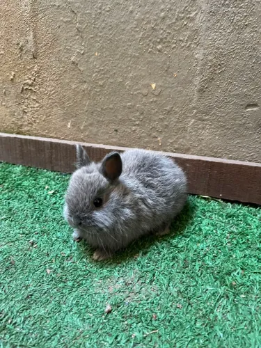 Coelho Anão ( Netherland Dwarf )
