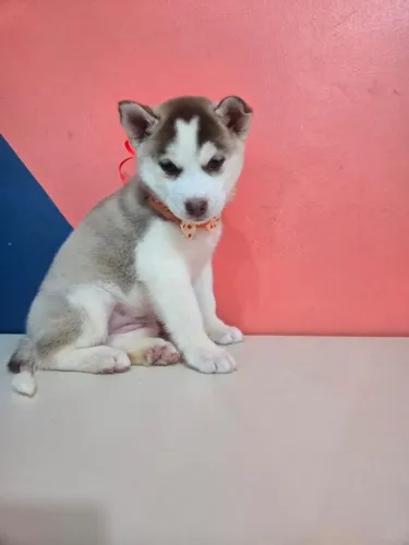 Filhote de Husky Siberiano