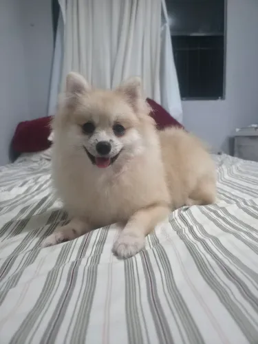 Spitz alemão