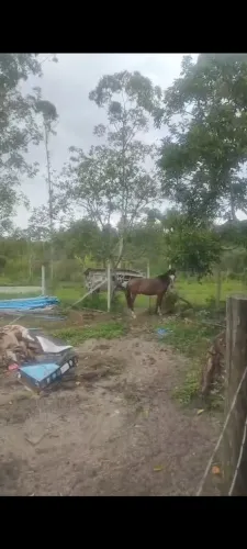 Cavalo crioulo potro 