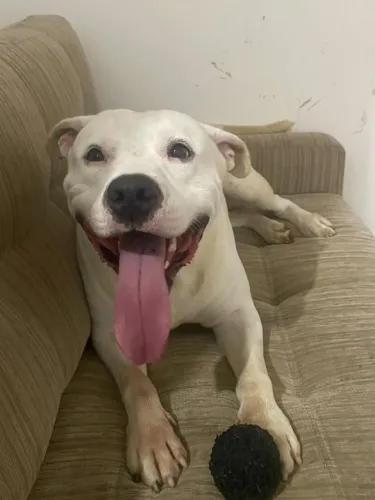 Doação Pitbull