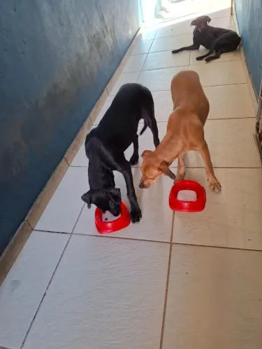 Adoção responsável desses filhotes ?