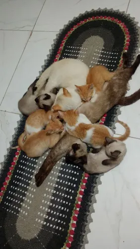 DOAÇÃO DE GATOS