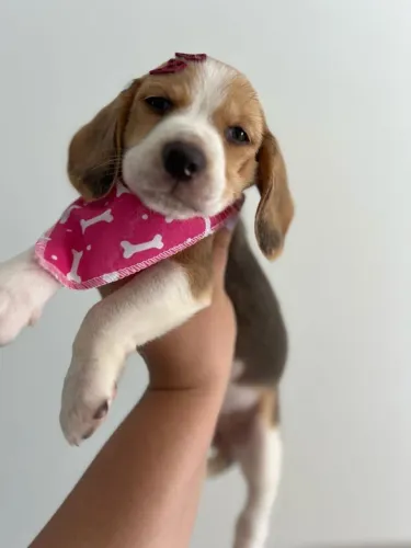 beagles maravilhoso