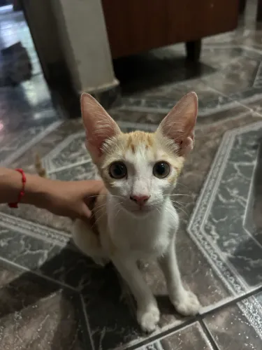 DOA-SE GATO MACHO