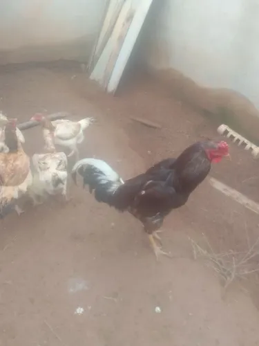 Vendas galos, galinhas, várias raças