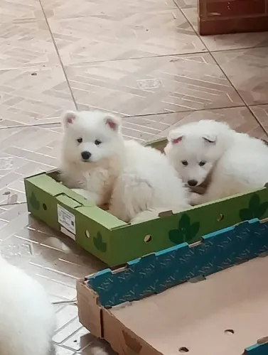 samoieda disponíveis, machos e fêmeas
