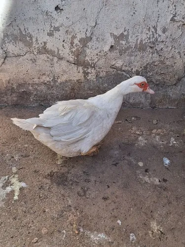 Pata Fêmea Branca