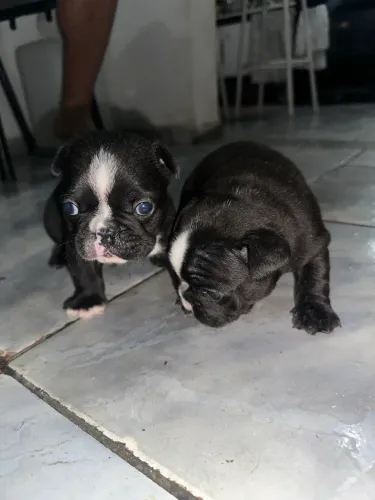 Vendo filhotes de Buldogue francês