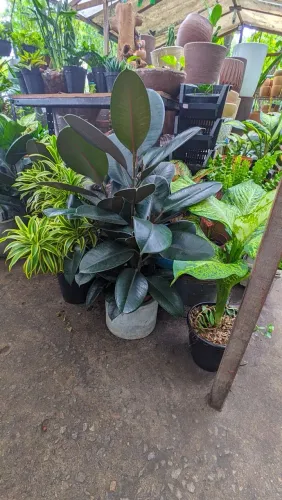 Ficus Elástica Rubro