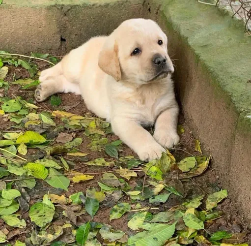Labrador especialista em fazer amigos