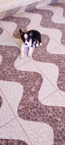 Filhotes de border collie