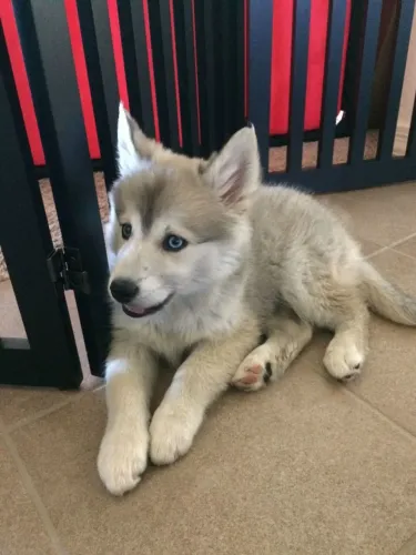 Husky siberiano Uma nova companhia pode estar esperando por você aqui