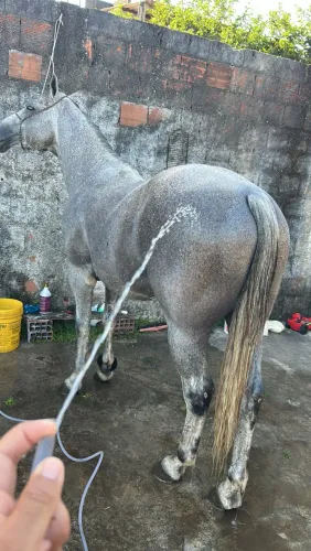 Animais para agropecuária
