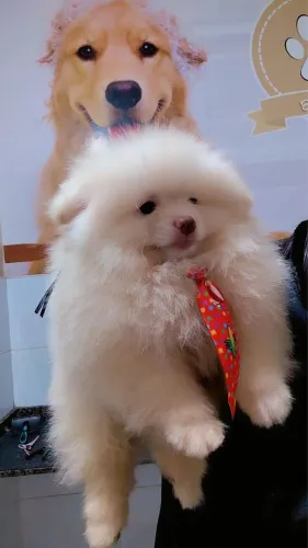Spitz alemão