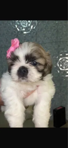 Shih-tzu femea vermifugada e vacinada com todas granitas 
