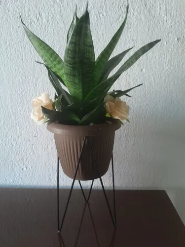 Venda mudas de espada de São Jorge Mini 