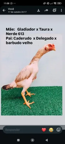 Vendo galinha Moura 