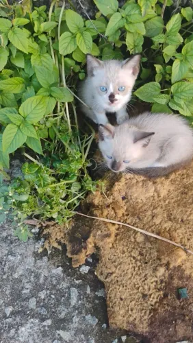 Gatos filhotes para doação