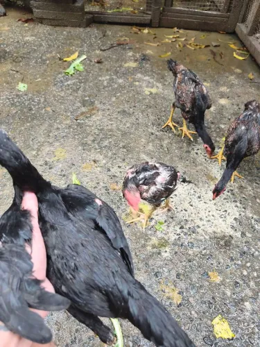 Vendo frangas e frango índio