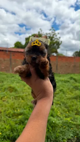 Linda FILHOTE DE YORKSHIRE FEMEA 