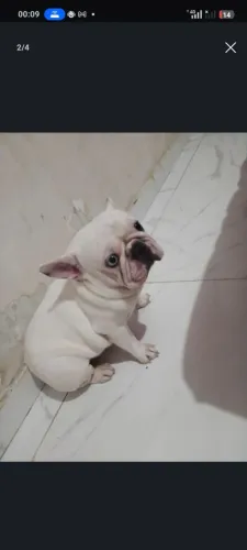 Bull dog francês macho pra cruza 