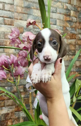 Teckel Piebald Com Pedigree.