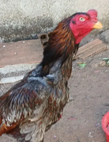 Vendo um galo indio de excelente procedência 