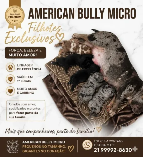 Filhotes de American Bully 