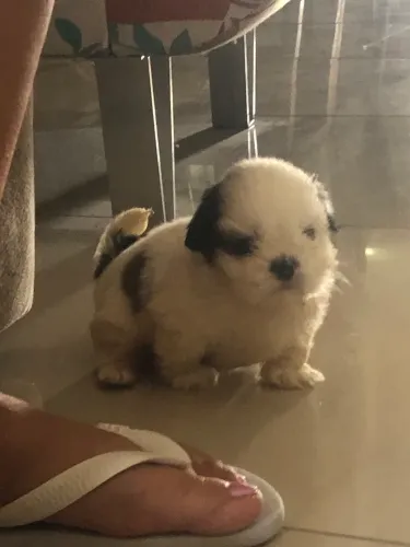 Vendo bebê shih tzu 
