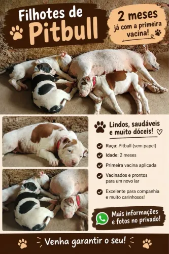 Cachorro a venda raça pitbul