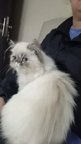 Gata Persa Adulta