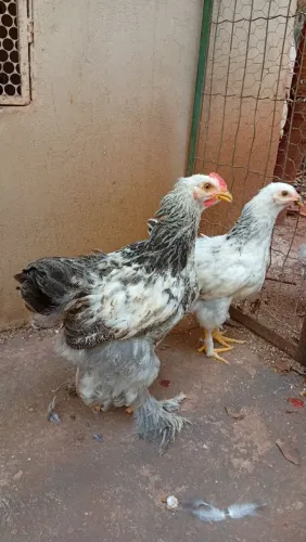 Galinhas Brahmas