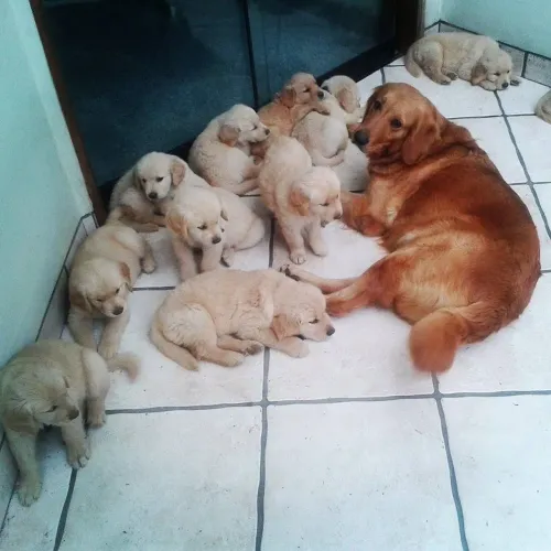 Doa se golden retriever 4 machos e 3 fêmeas