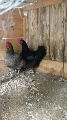 Galinha gigante negra cinza