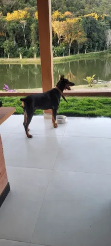 Vendo filhotes de doberman