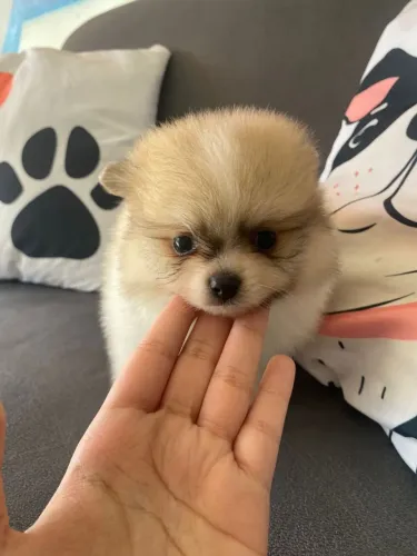 Lulu da pomerania anão filhote 