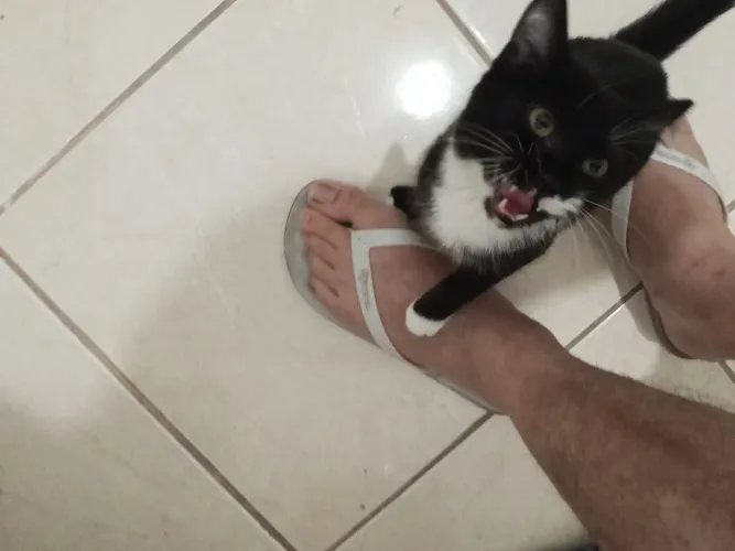 Gato