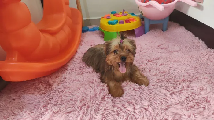 Linda fêmea de yorck - com todas as vacinas + de raiva