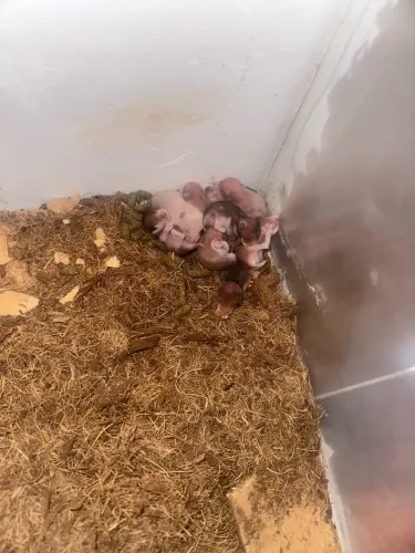 Hamster sirio filhote