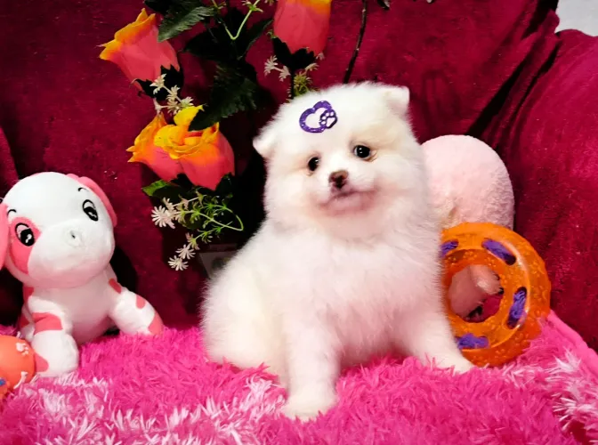 Lulu da Pomerânia Anã branca