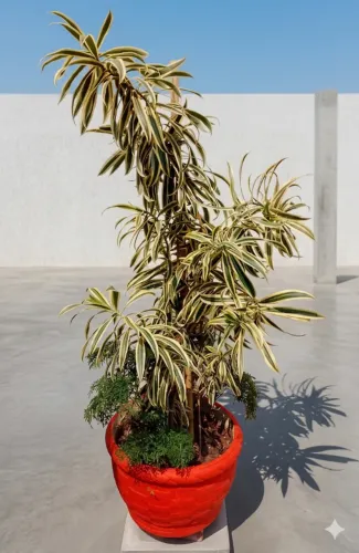 Vaso grande com planta dracena - ideal para jardim