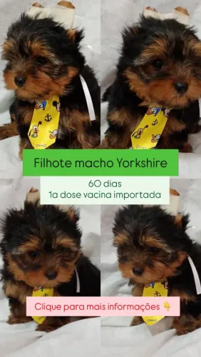 Filhote de yorkshire macho