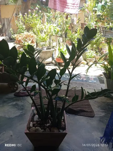 Planta