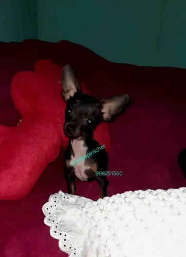 Pinscher  fêmea 00