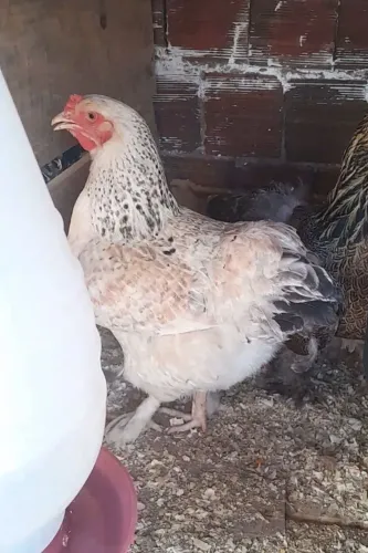 A VENDA tenho de 100,00 cada e 120,00 cada brancas. Splash e light todas na postura 