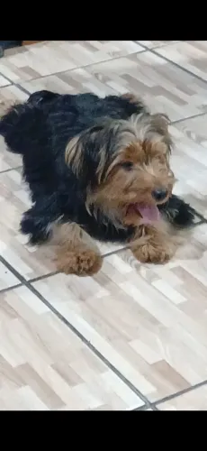 Vende  um lindo  filhote  de Yorkshire 