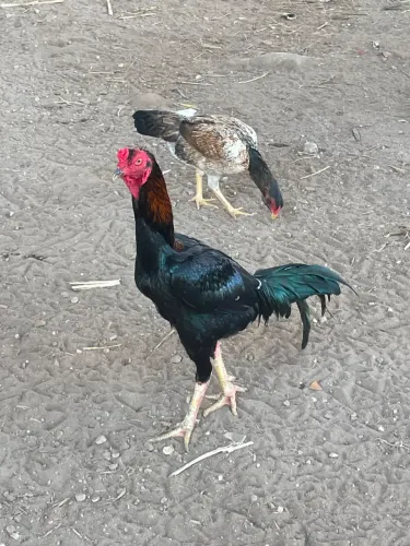 Vendo galo e galinha de raça